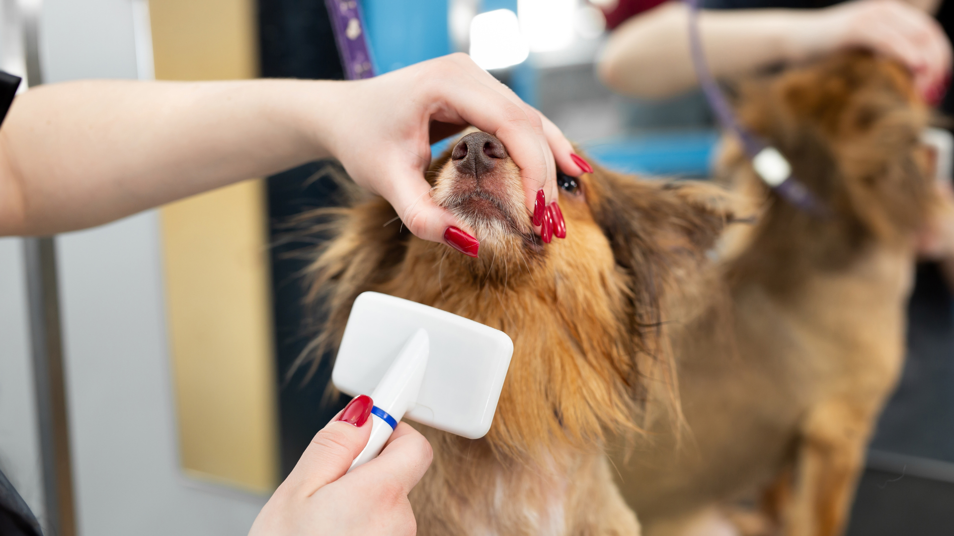 Tools needed to demat dog fur including slicker brush and detangling spray