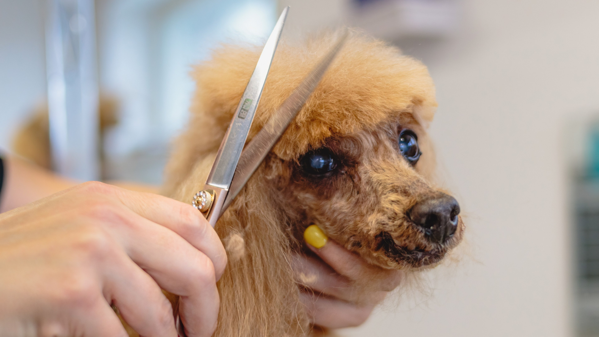 Diagram showing the risk of cutting dog skin with household scissors on matted coat