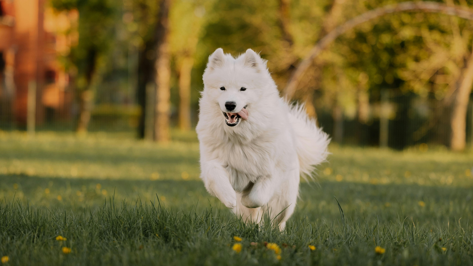 playing outdoors in a green park in Jackson, TN.
Well-groomed fluffy dog enjoying outdoor weather in Jackson TN