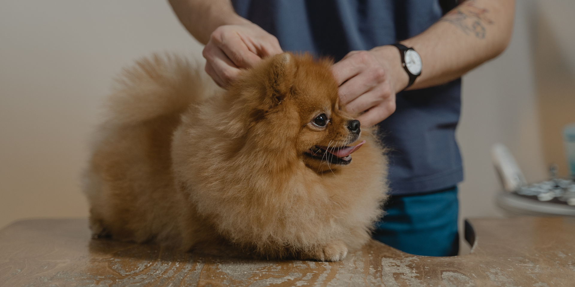 Fluffy tan Pomeranian being groomed on a table by a person’s hands