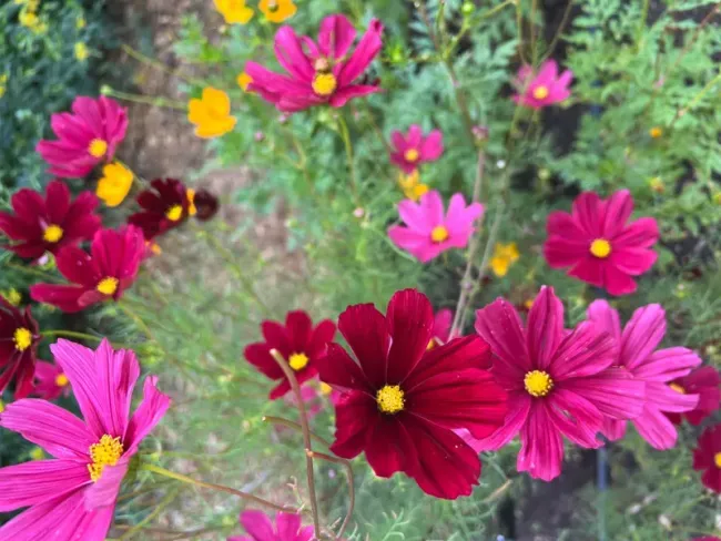 Bright pink and maroon cosmos flowers with yellow centers in a garden.