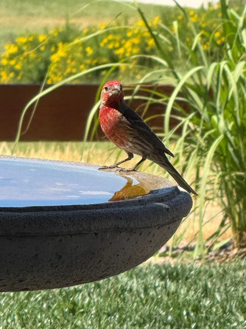 Red bird perched on edge of a bird bath, sunny outdoor setting.