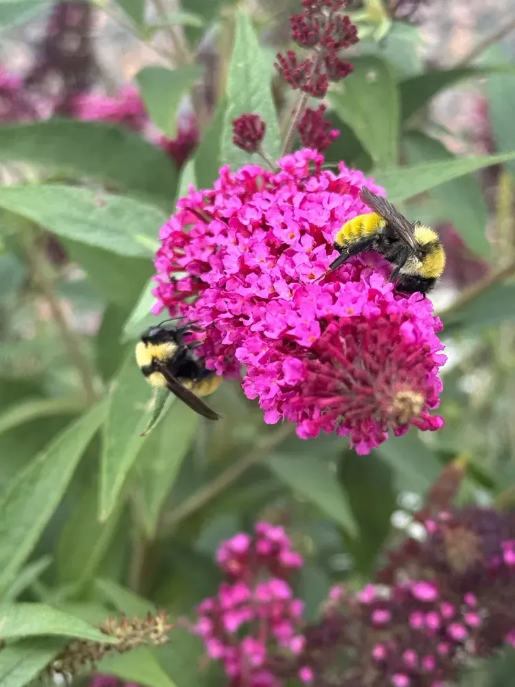 Two bees pollinating a bright pink flower cluster. Green leaves surround them.