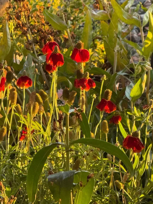 Red, bell-shaped flowers with green foliage and seed heads, in a sunny garden setting.