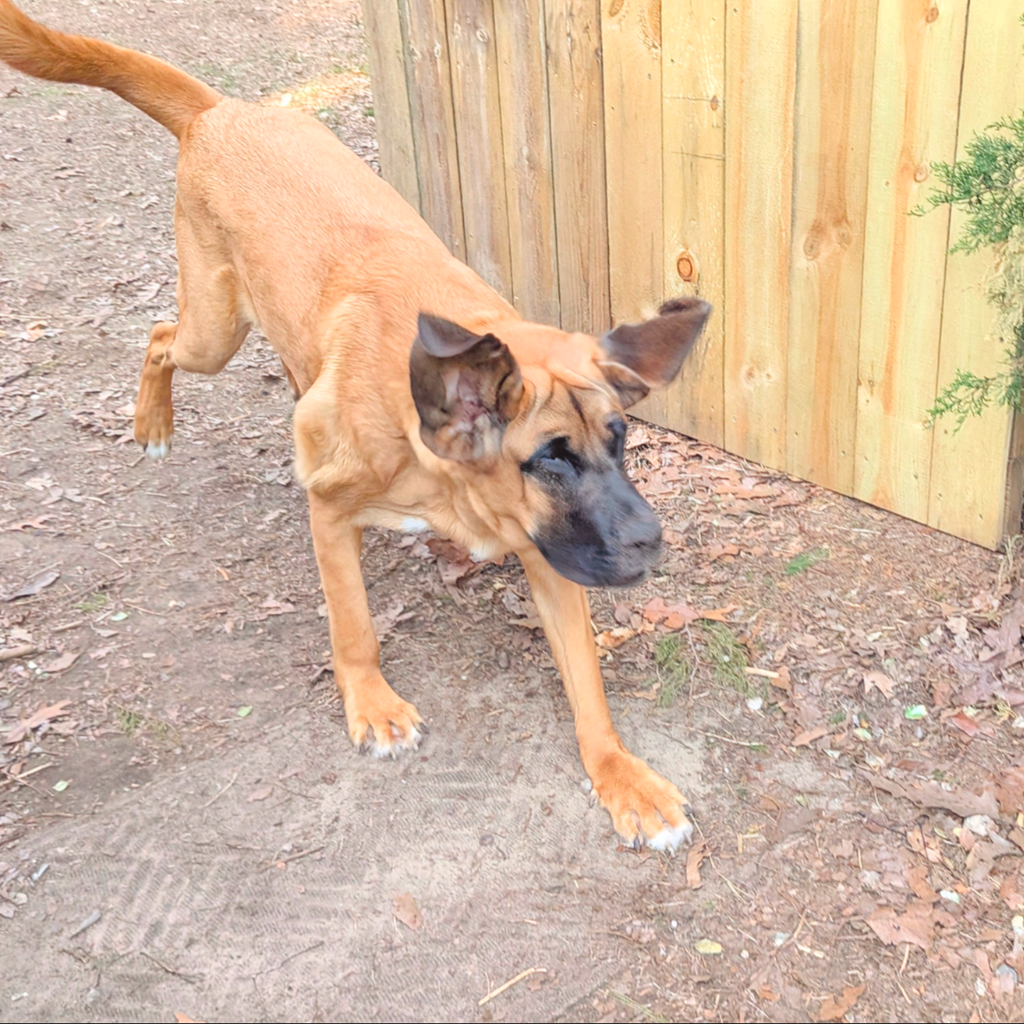 Elvis, Play Yard Manager at Iva's Place