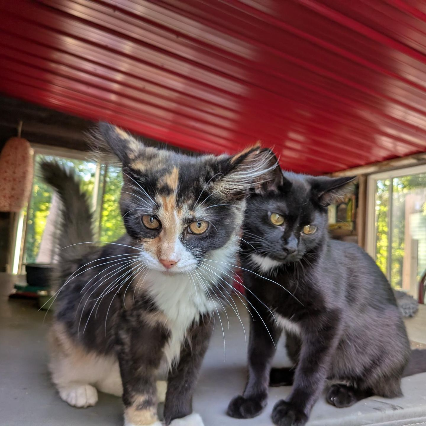 Jolene and Django, resident entertainment at Iva's Place