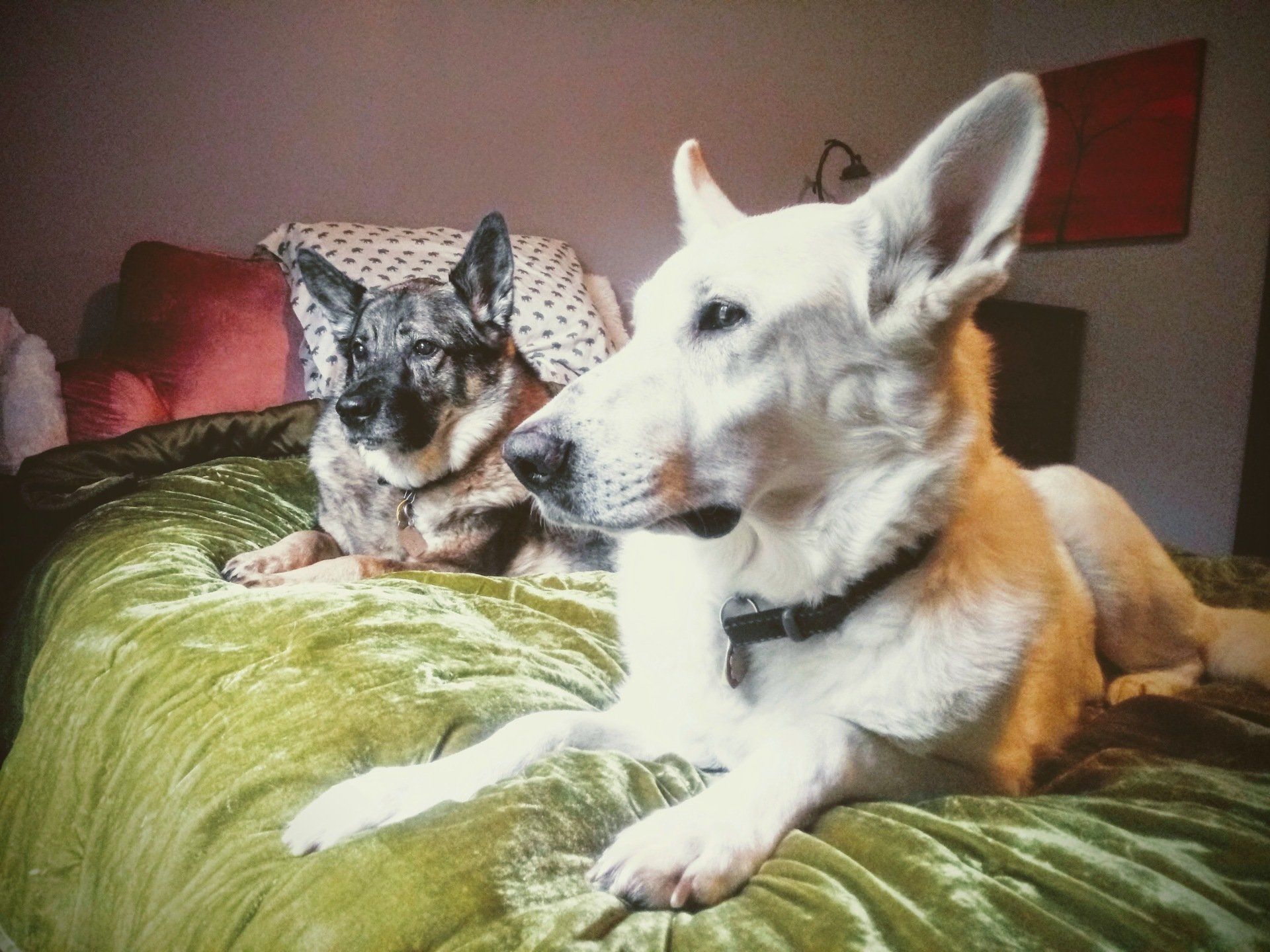 Josie and Iva resting together, the dogs who inspired Iva's Place
