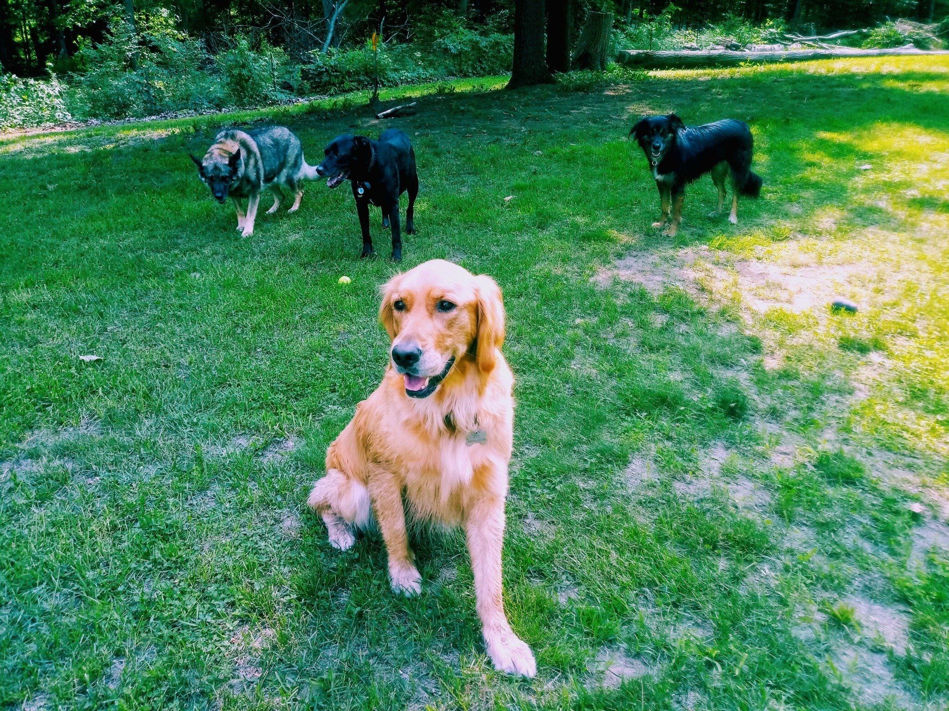 Four dogs enjoying the yard together at Iva's Place