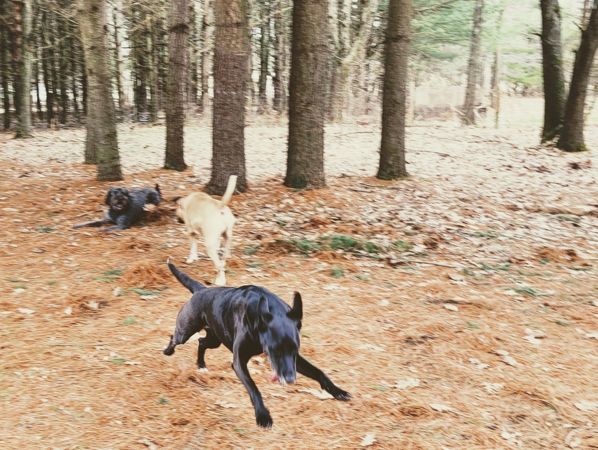 Dogs playing chase through the wooded yard at Iva's Place