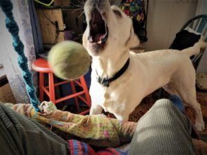 Moses the dog mid-yawn with a tennis ball nearby