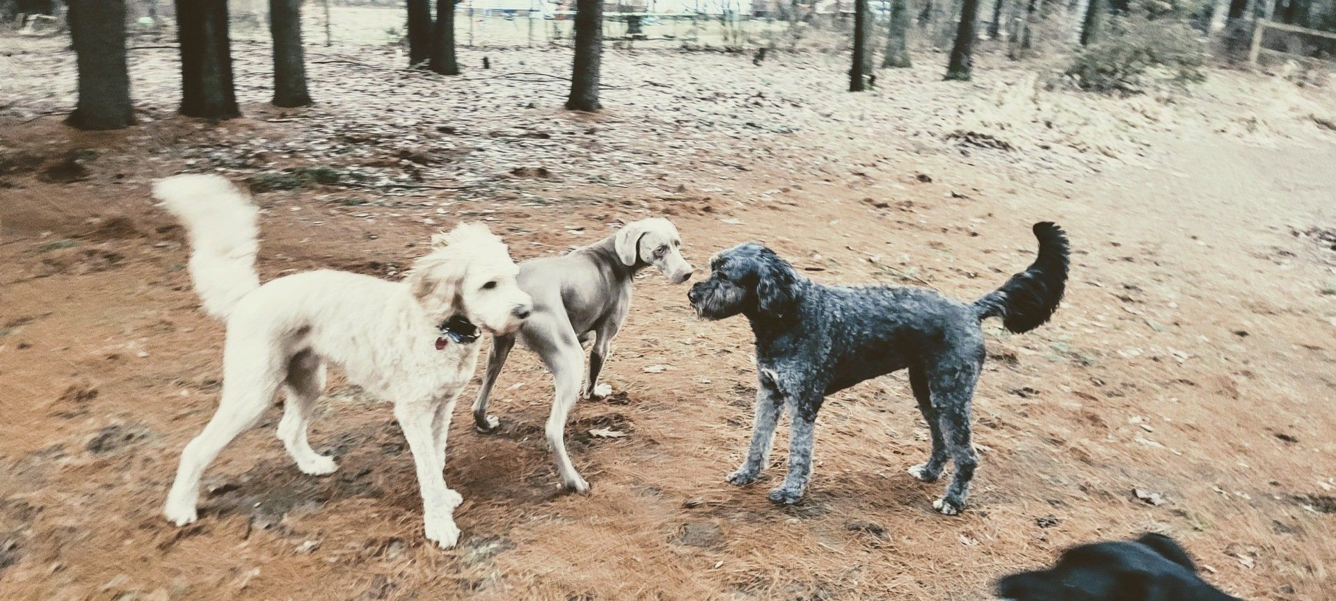 Bodhi and friends socializing in the yard at Iva's Place
