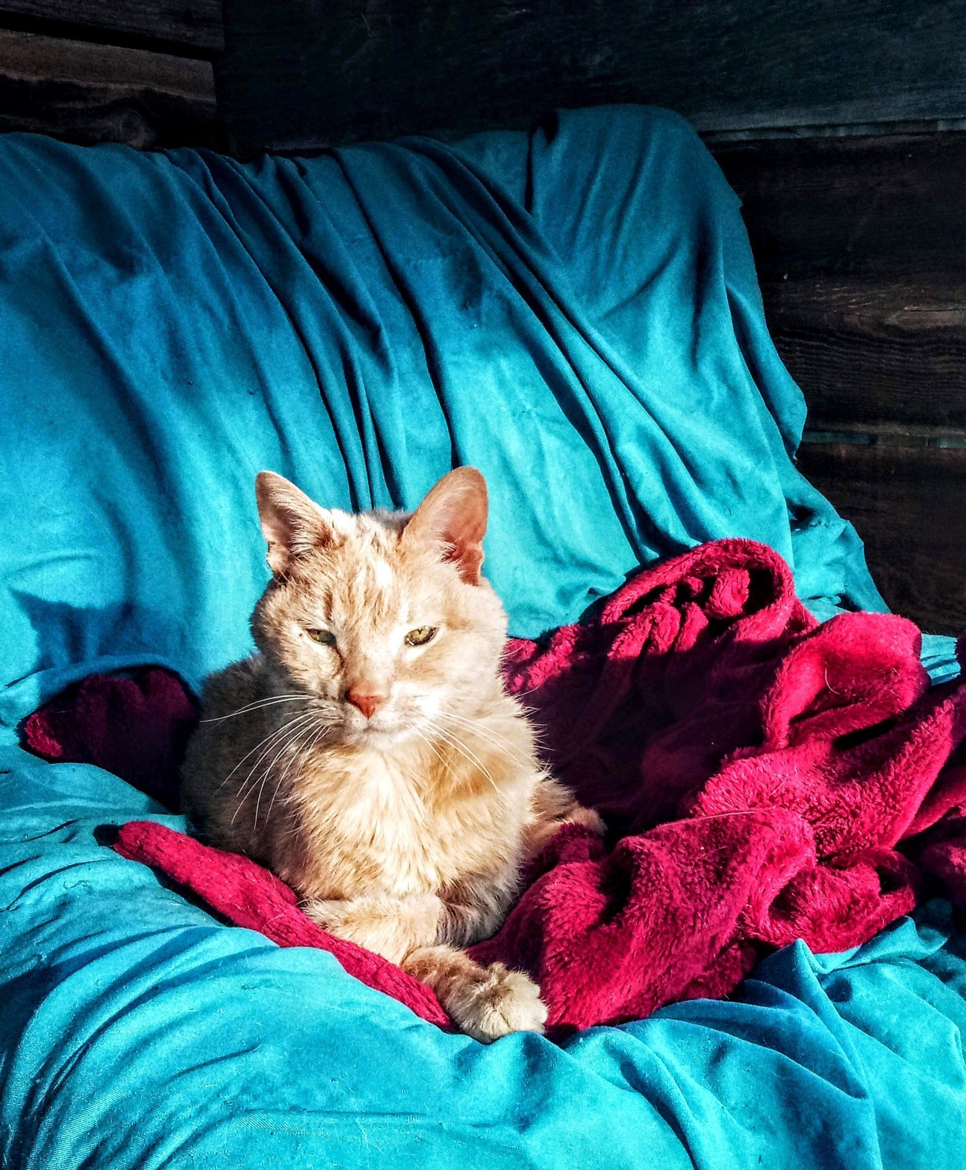 Sunny the cat lounging on a cozy blue blanket