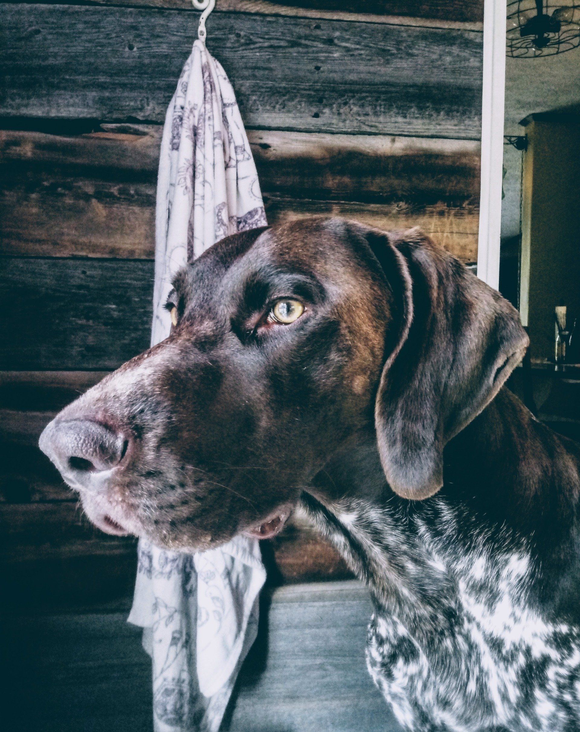 River the dog peeking over a wooden fence