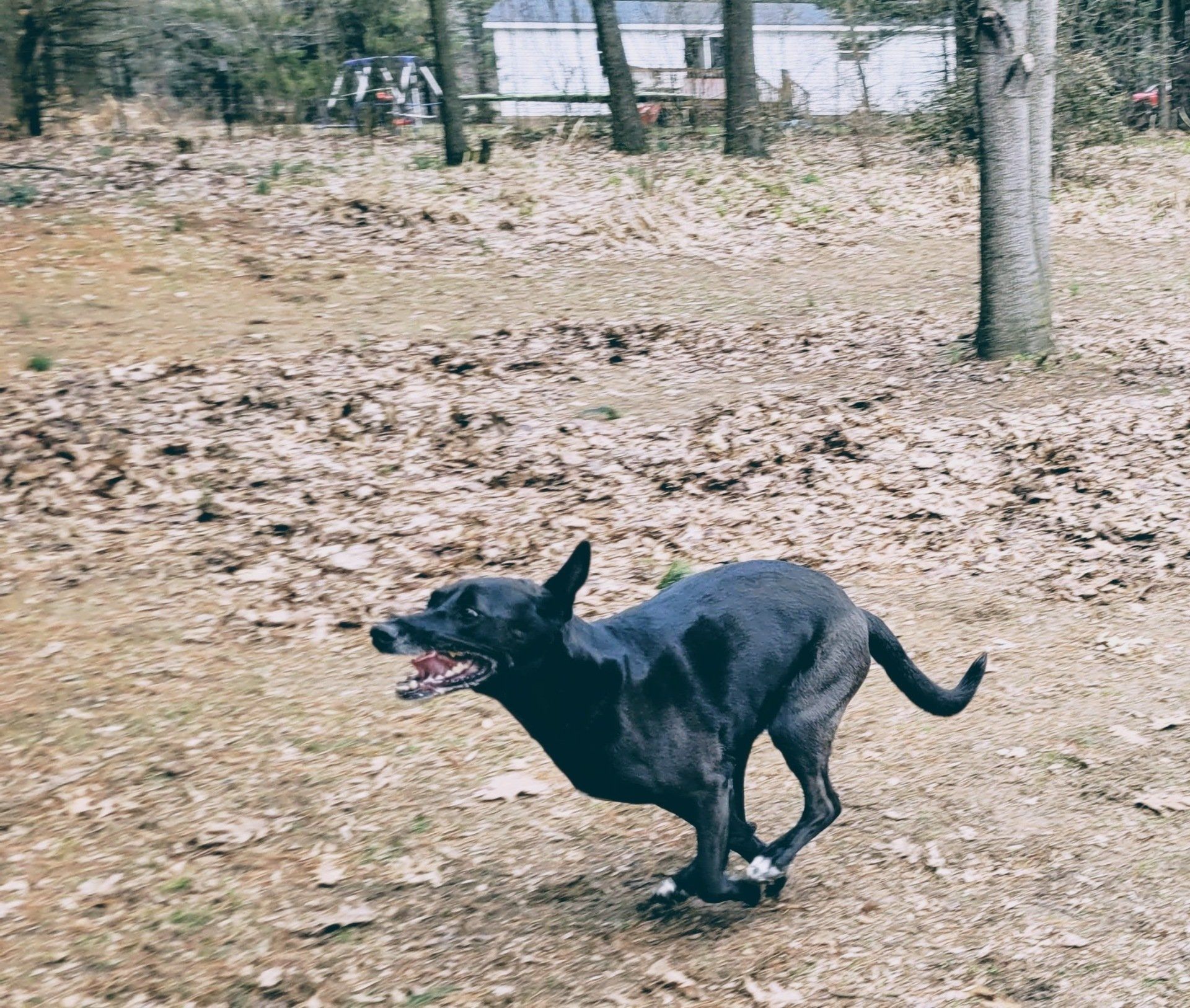 Dog running and playing in the yard at Iva's Place