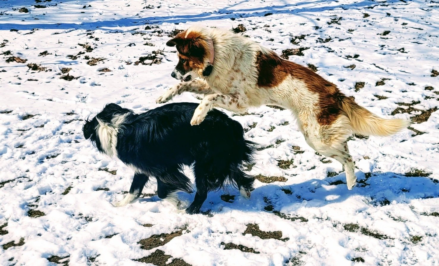 Frida and Zelda playing together in the snow