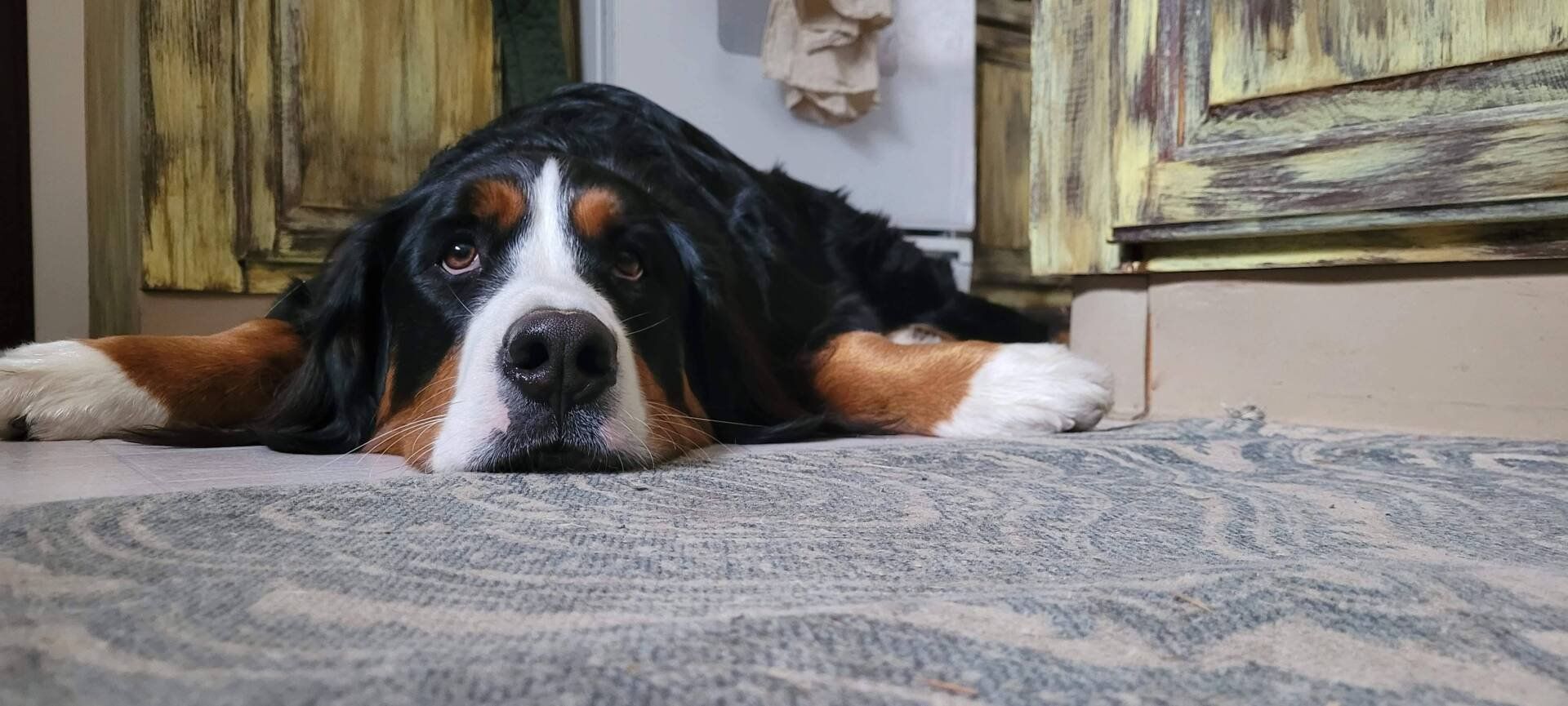 Adelaide the Bernese Mountain Dog resting on a bed