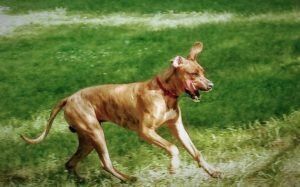 Zeke running through the grass at Iva's Place