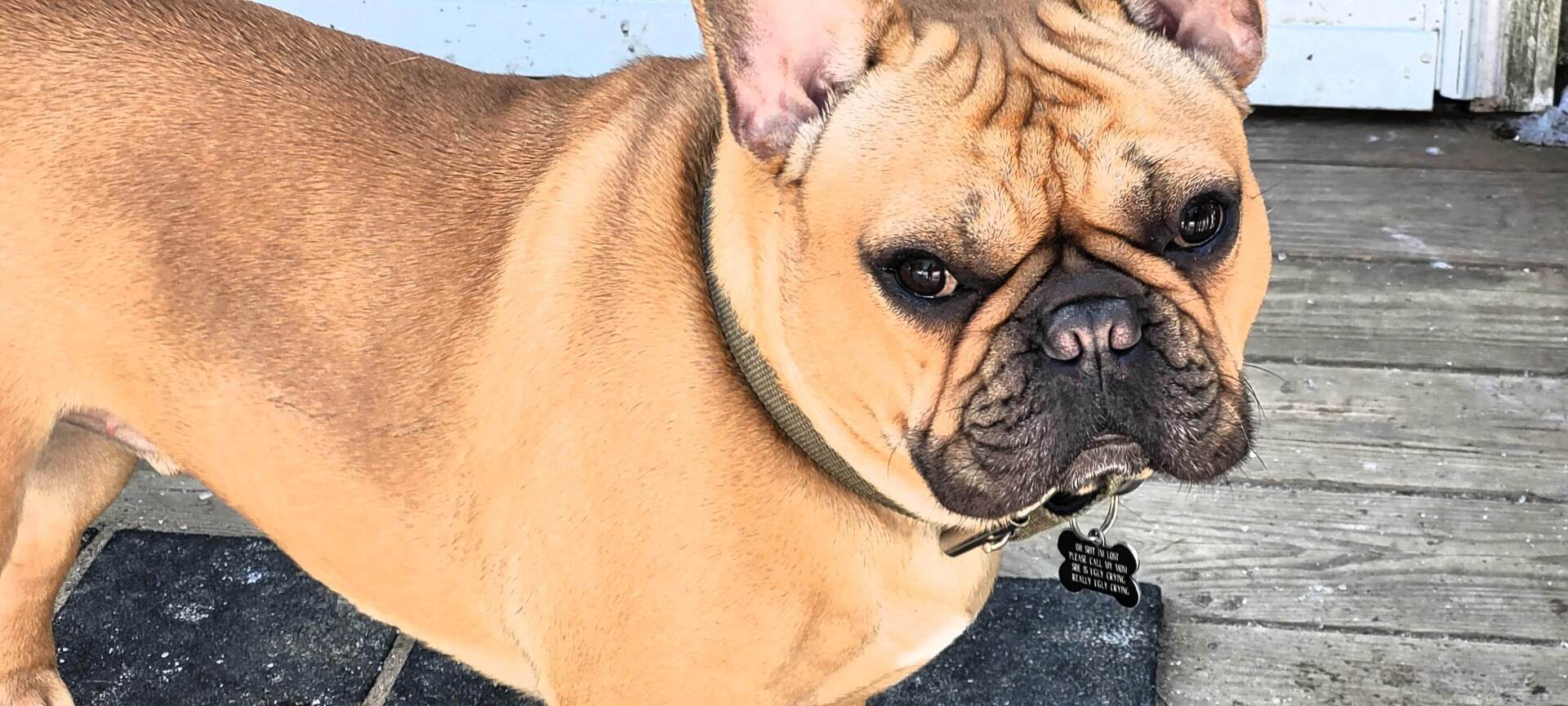 Dude the French Bulldog posing for the camera