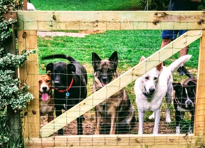 Pack of dogs gathered at the gate at Iva's Place