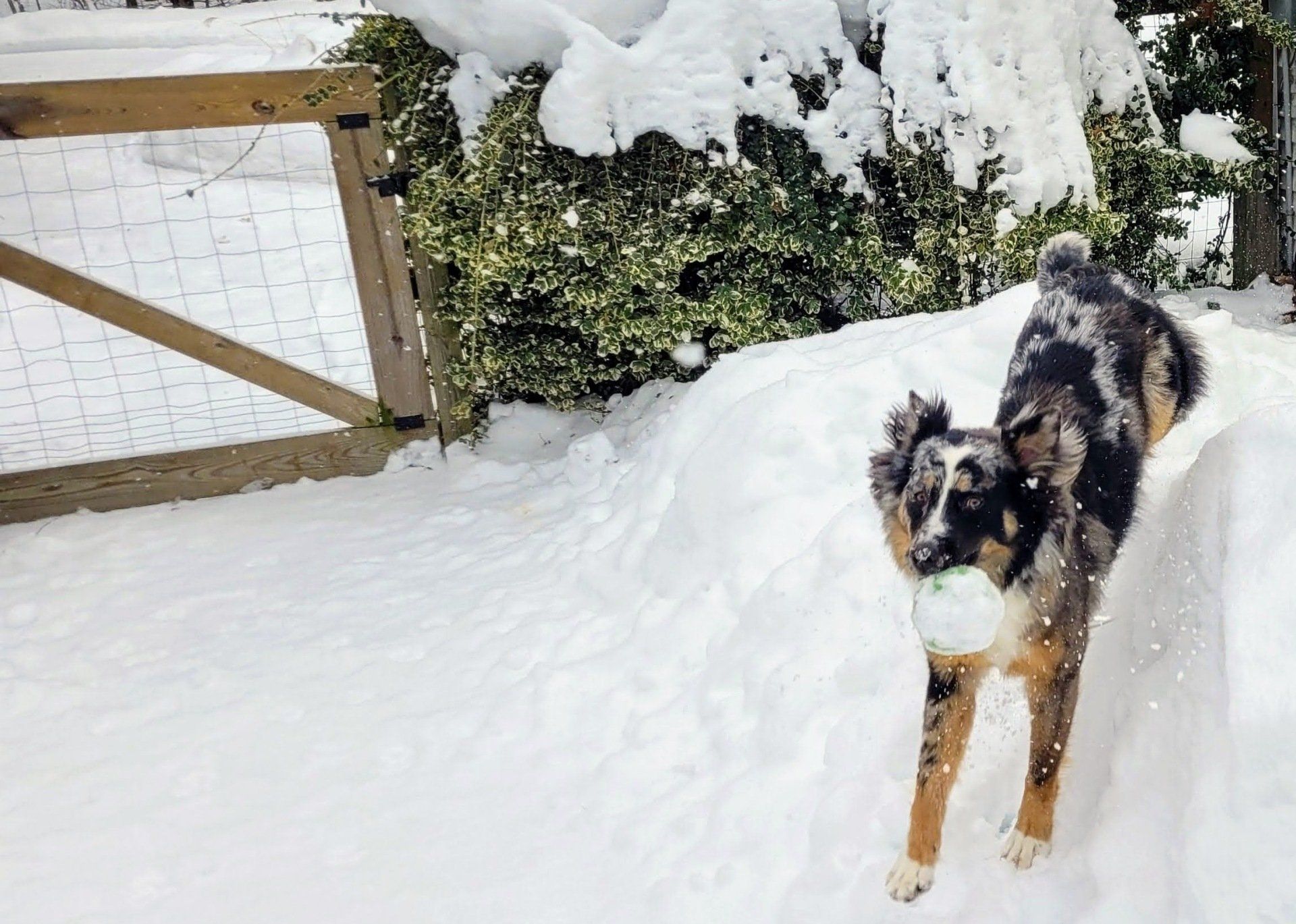 Haven the dog playing in the snow