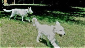 Iva and Merri playing together in the yard