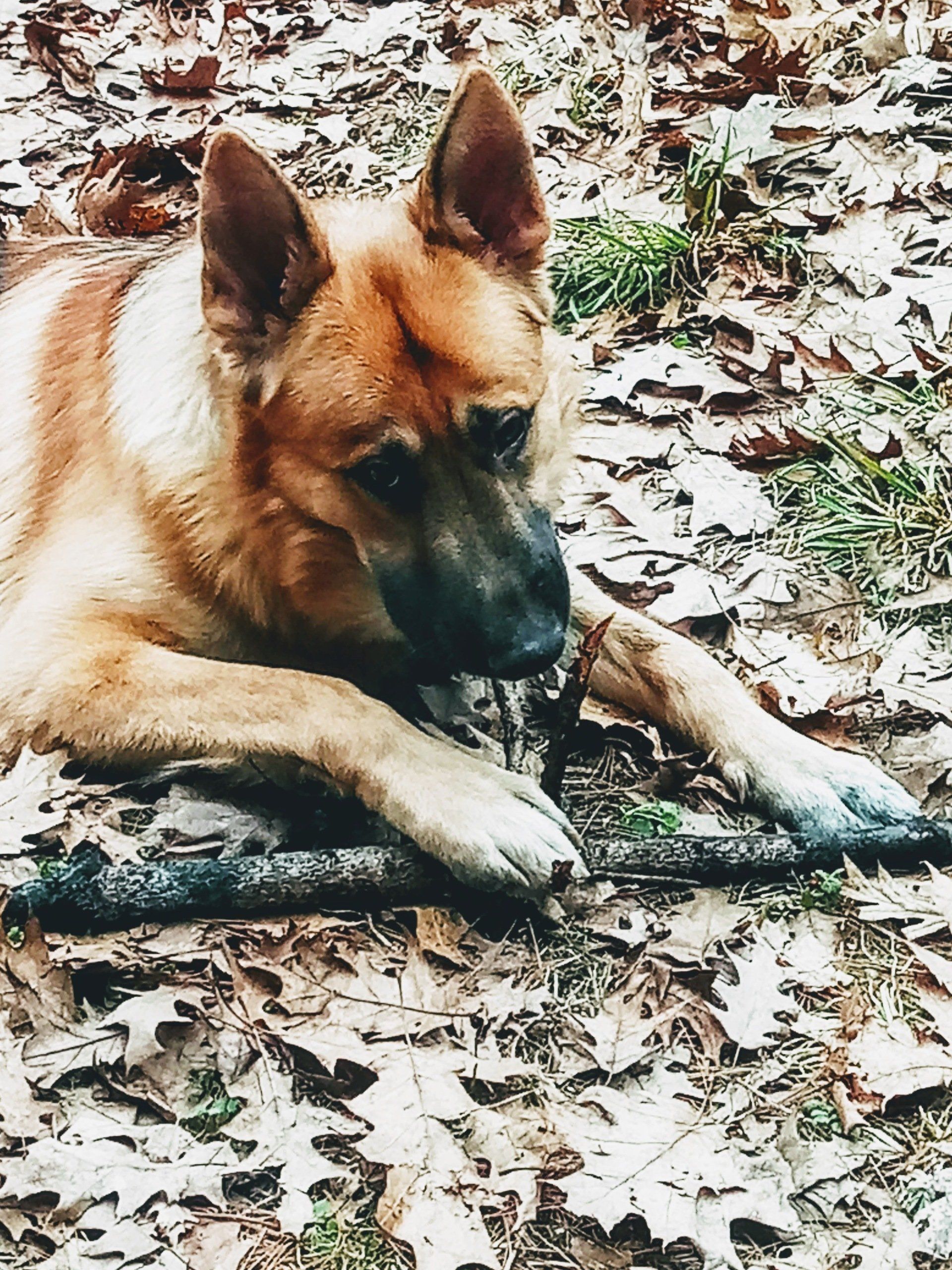 Rhysand the German Shepherd resting in autumn leaves