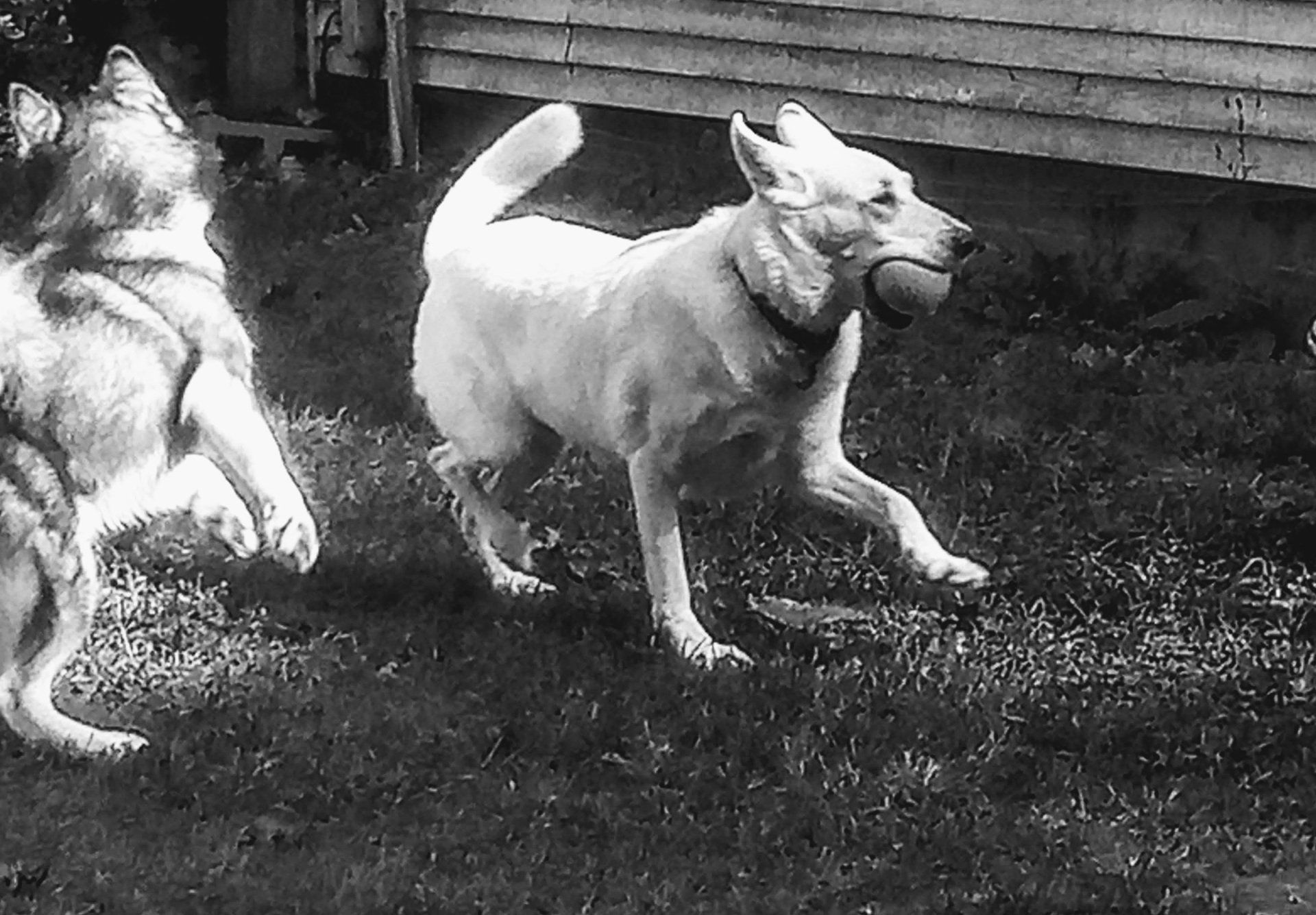 Iva the German Shepherd running free — black and white photo