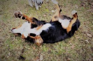 Millie the Bernese Mountain Dog rolling in the grass