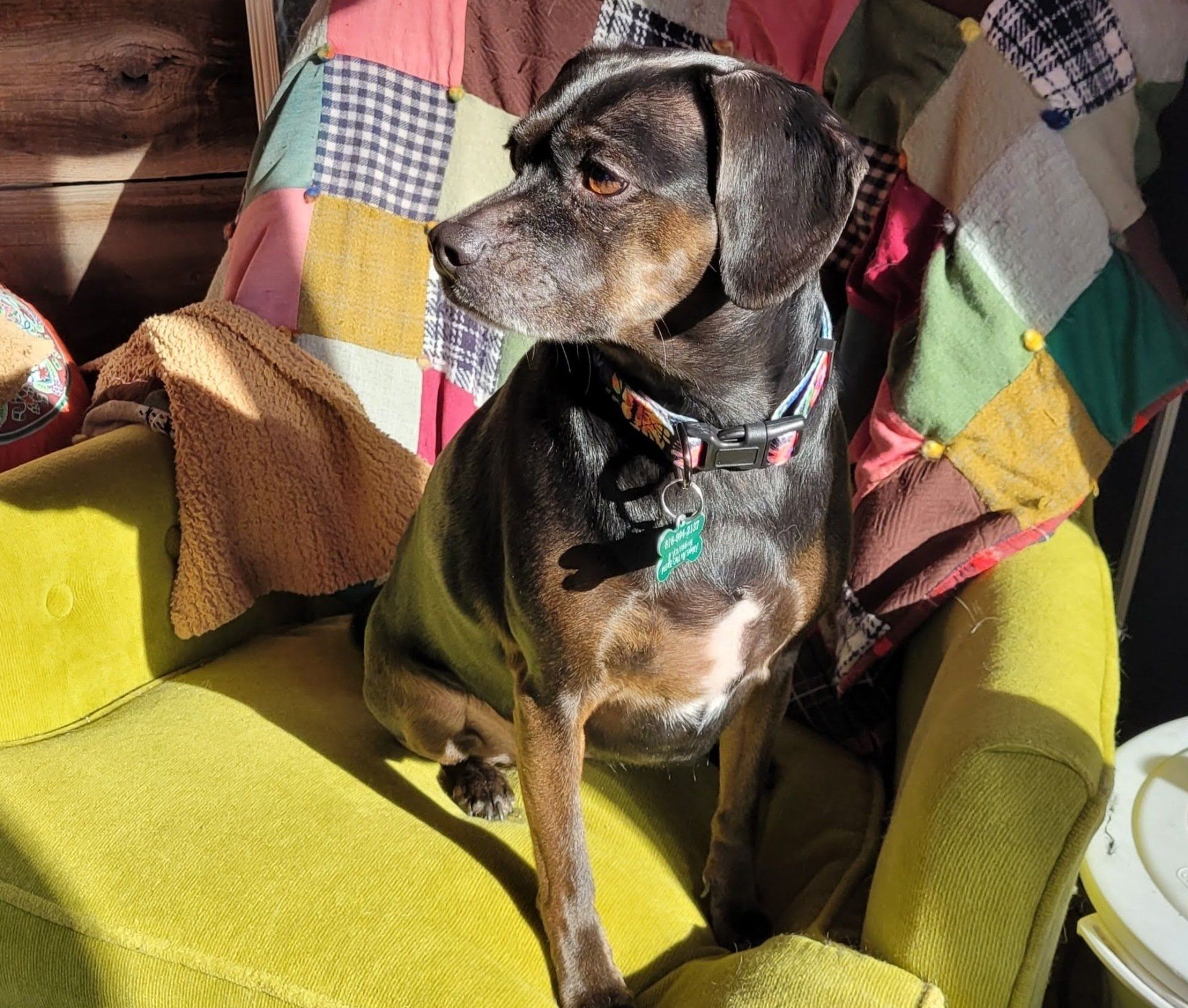 Olive the dog snuggled on a colorful quilt