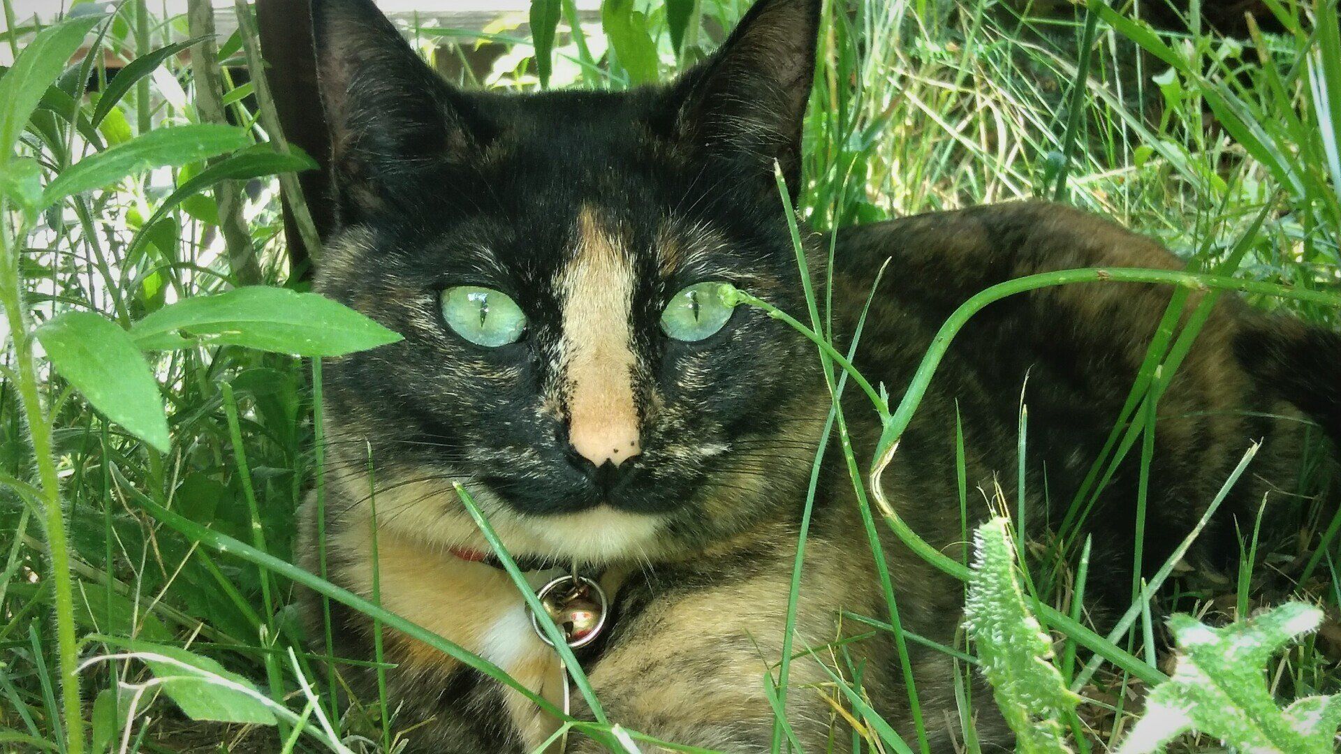 Mable the cat peering through green foliage