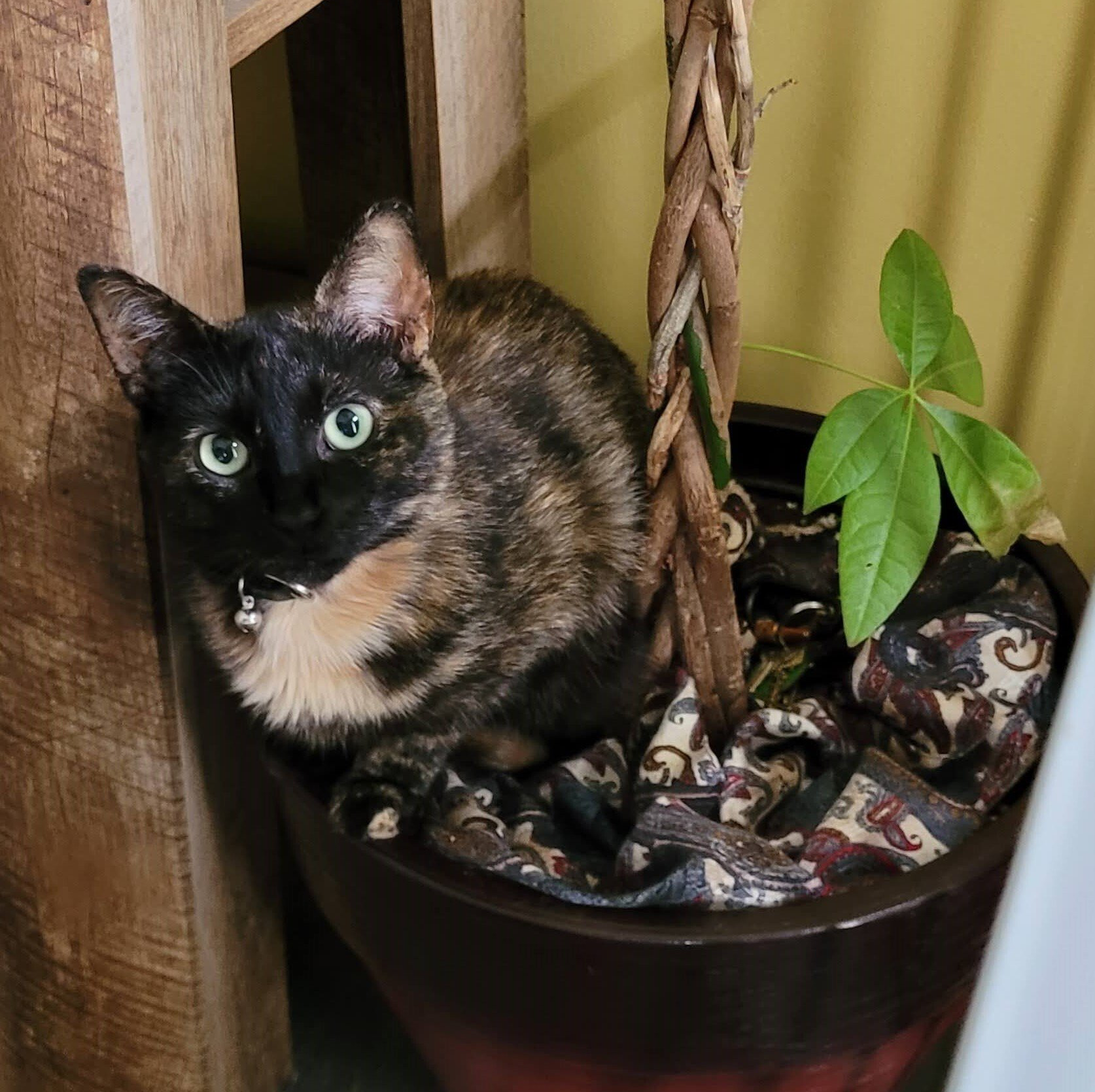 Ella, Exterminator and critter patrol at Iva's Place
