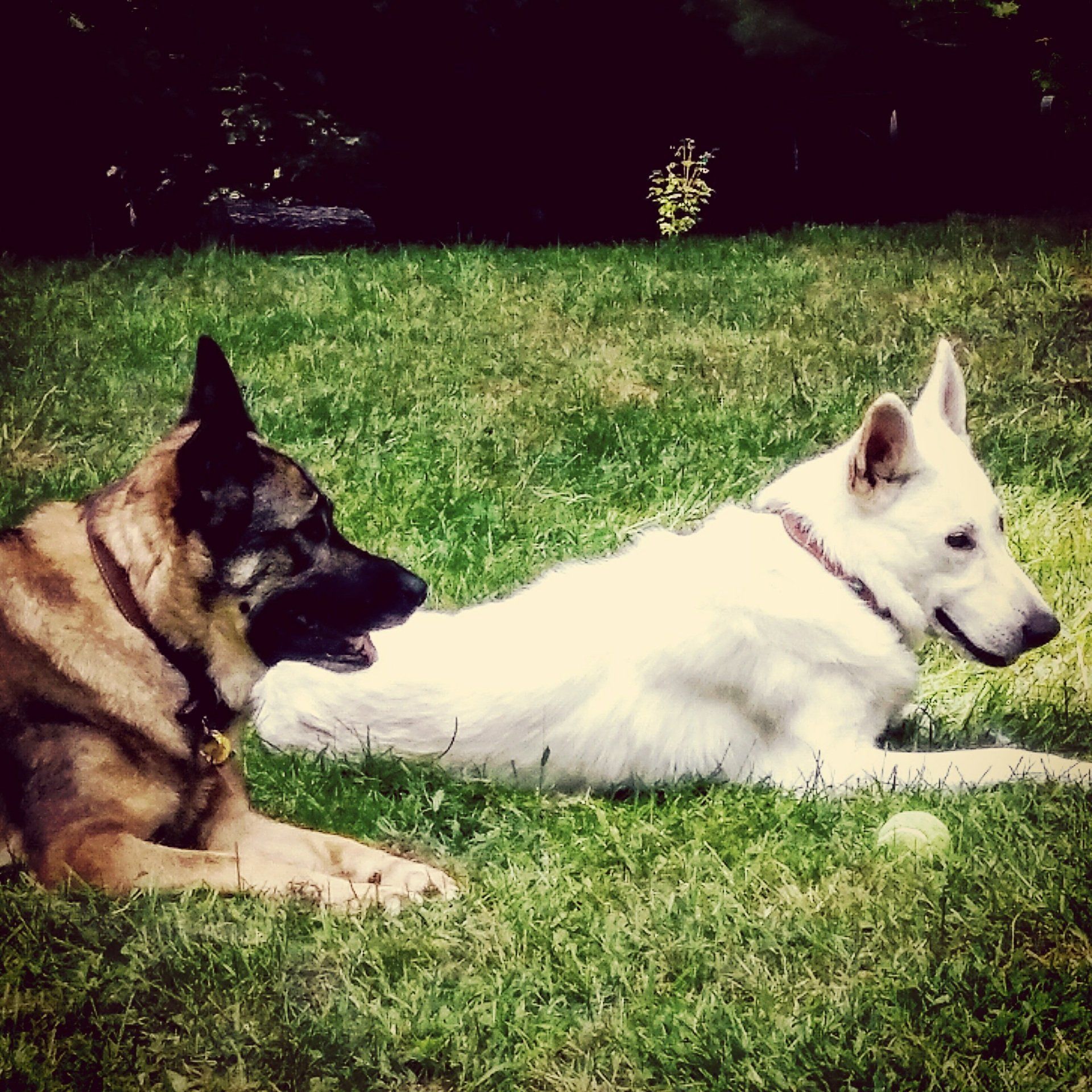 Iva, the rescued German Shepherd who inspired Iva's Place