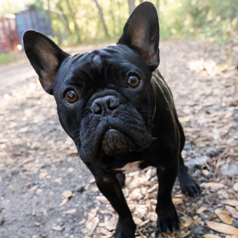 Faulkner Electric Manager - Black French bulldog named Bilbo