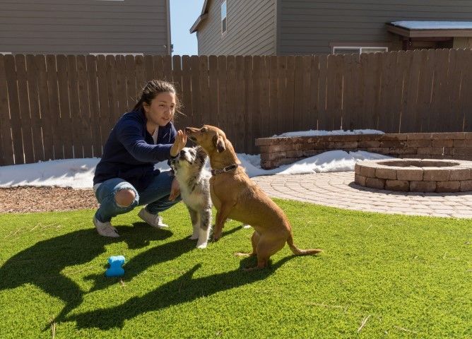 A person kneels on a lawn, offering a hand to a tan dog sitting up while a smaller spotted dog waits nearby.