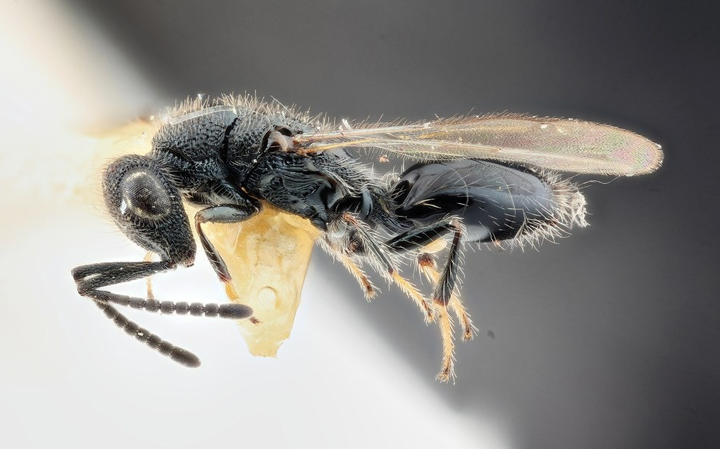 Fiprax insecticida residual para plagas urbanas