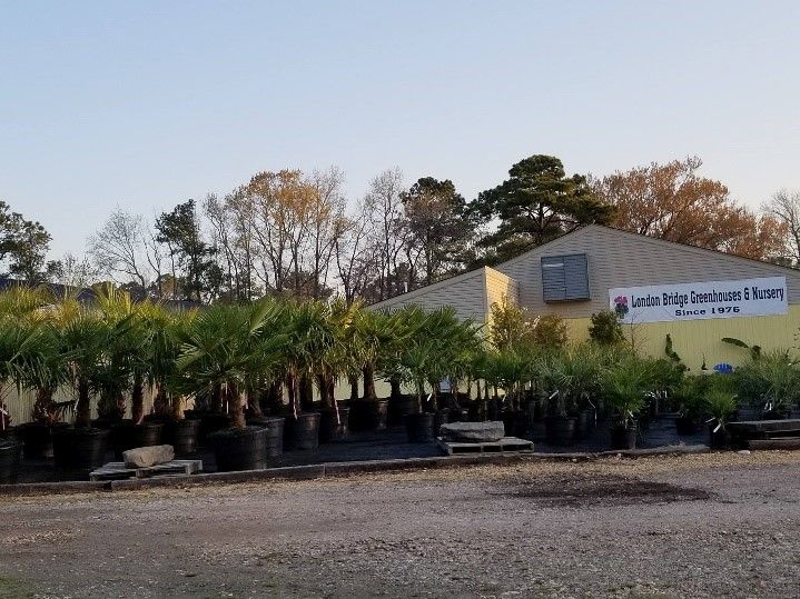 VA Greenhouse TA London Bridge Virginia Beach, VA Nursery
