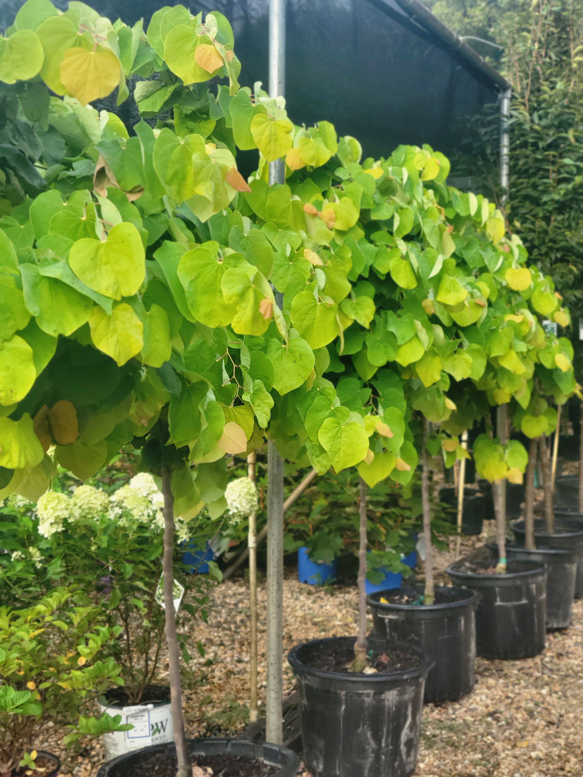 VA Greenhouse TA London Bridge Virginia Beach, VA Nursery