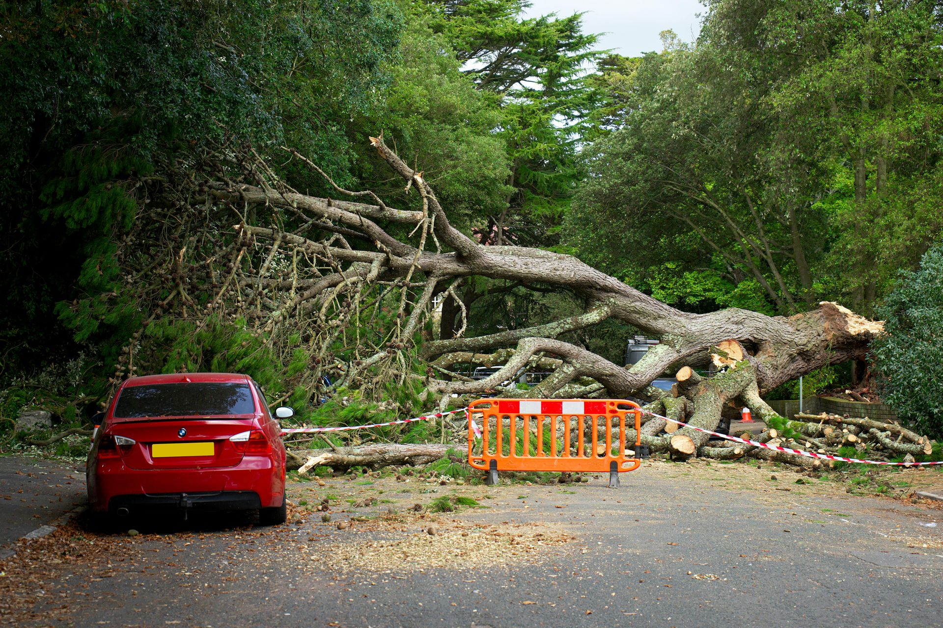 A red car parked near a large fallen tree blocking a paved road, marked by an orange plastic barrier.