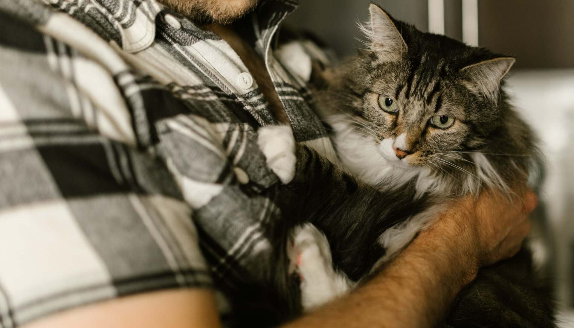 rehome your pet