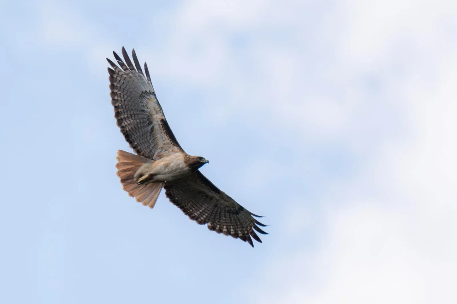 Un halcón planeando con las alas extendidas contra un cielo azul pálido.