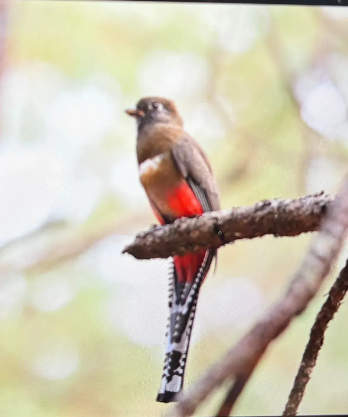 Un pequeño pájaro marrón con la parte inferior roja posado en una rama, en Mazamitla