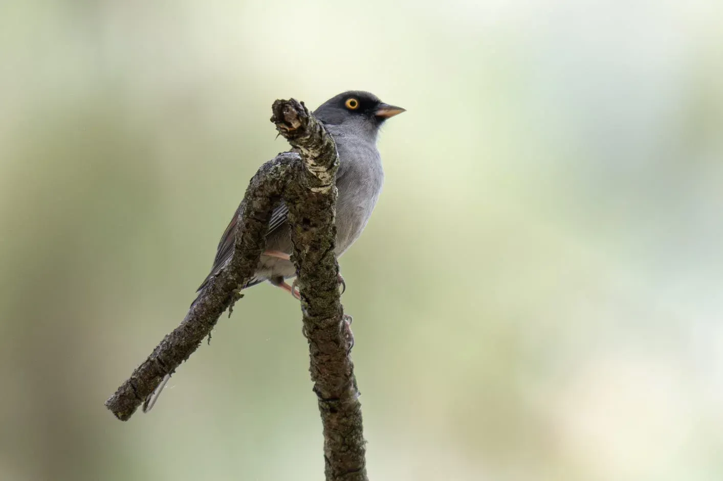 Un pequeño pájaro gris posado en una rama cubierta de musgo sobre un fondo verde difuminado.
