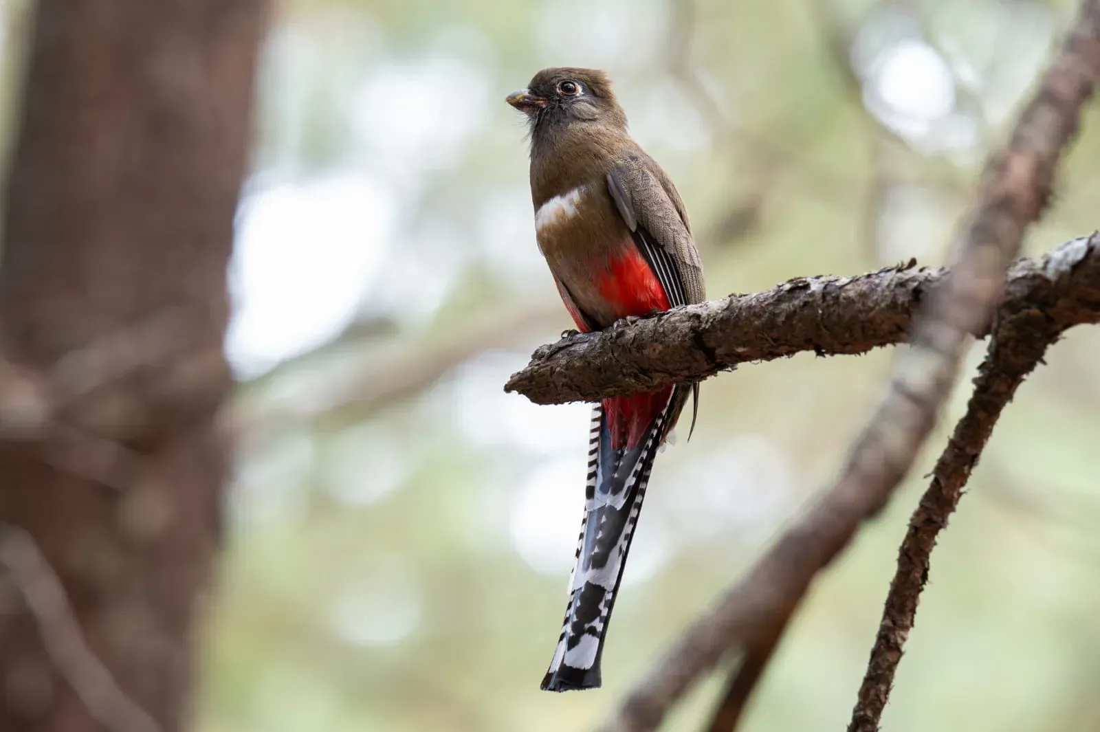 Ave silvestre en los bosques de Mazamitla, Jalisco.