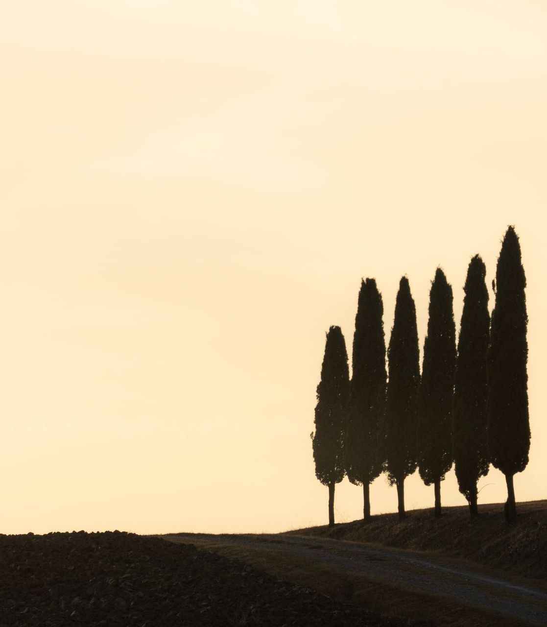 Una fila di alberi che si stagliano contro il cielo al tramonto