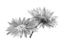 disegno rose in banco e nero