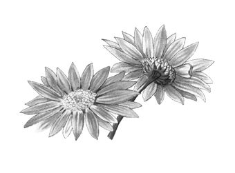 disegno di un fiore
