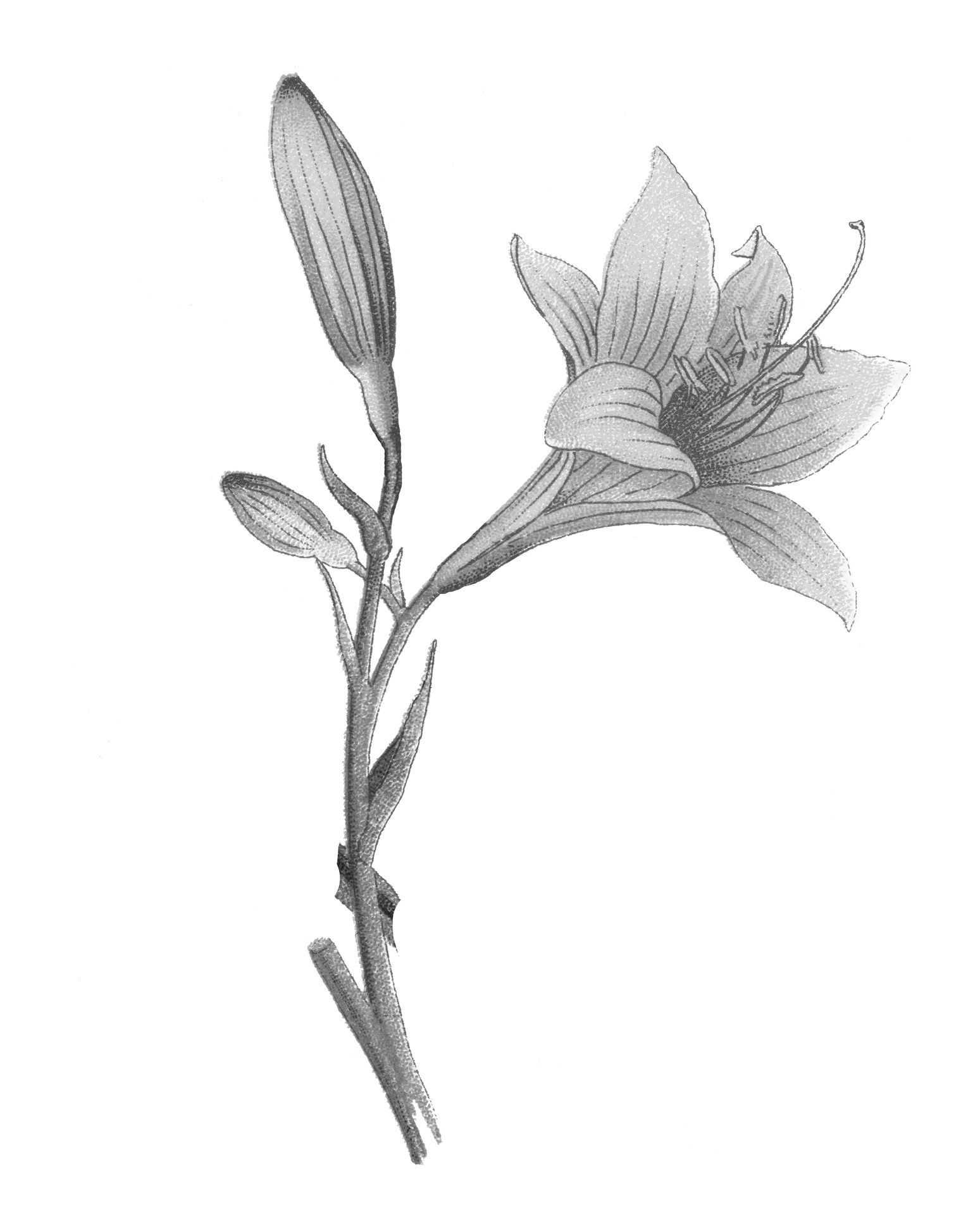 fiore