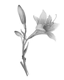 disegno giglio