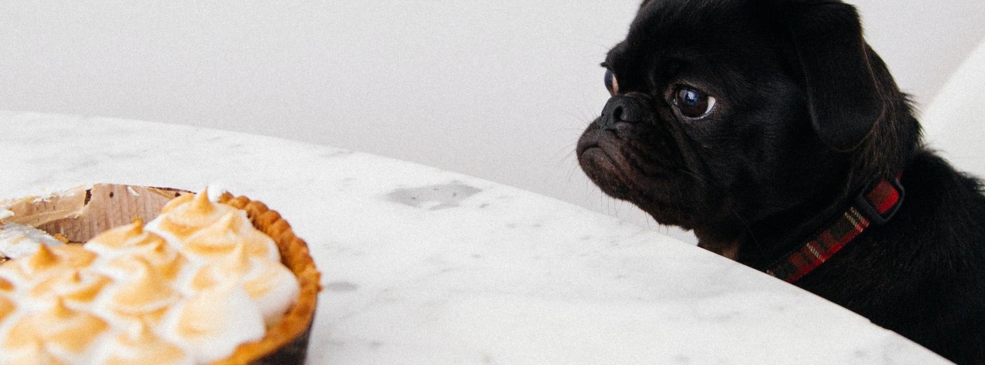 Black pug looks at a white frosted pie on a table