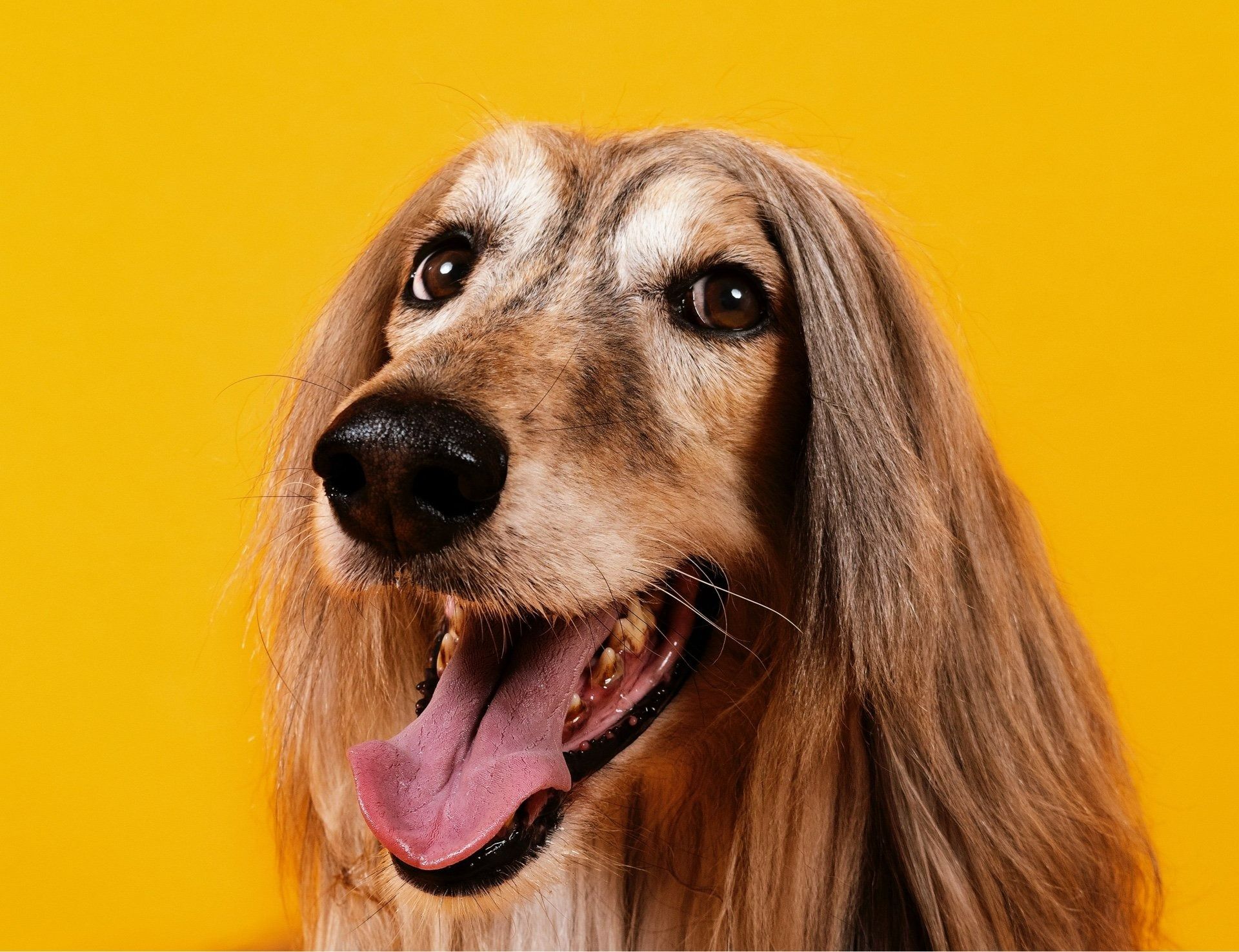 Long-haired dog with tongue out against a bright yellow background